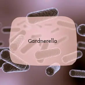 Η Gardnerella vaginalis είναι ένα βακτήριο που συνυπάρχει μαζί με άλλα βακτήρια στον κόλπο για να τον κρατήσει απαλλαγμένο από λοιμώξεις. Όταν αναπτύσσονται πολλά βακτήρια gardnerella, μπορεί να αναπτύξετε μια λοίμωξη που ονομάζεται βακτηριακή κολπίτιδα. Η βακτηριακή κολπίτιδα είναι η πιο κοινή κολπική λοίμωξη και μπορεί να αντιμετωπιστεί εύκολα με αντιβιοτικά.